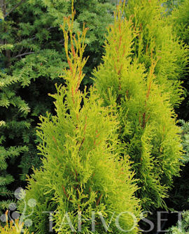 Tuotekuva-GOLDEN SMARAGD TIMANTTITUIJA