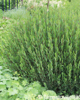 Tuotekuva-GRACILIS KÄÄPIÖPUNAPAJU