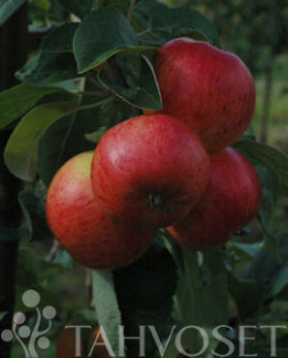 Tuotekuva-GRENMAN OMENA