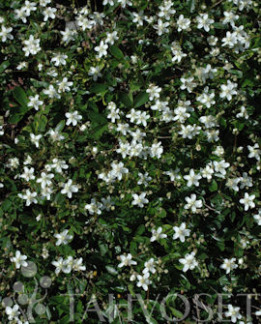 Tuotekuva-GRÖNLANNINHANHIKKI