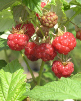 Tuotekuva-HEISA mesivadelma VADELMA