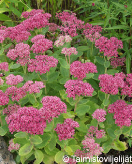 Tuotekuva-HERBSTFREUDE KOMEAMAKSARUOHO