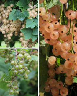 Tuotekuva-HERKKUHERUKKA