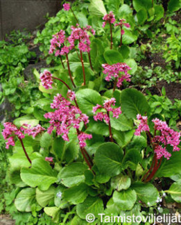 Tuotekuva-HERTTAVUORENKILPI