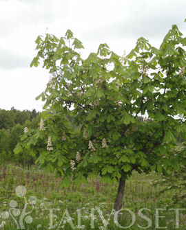 Tuotekuva-HEVOSKASTANJA