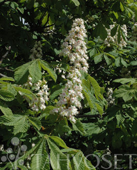 Tuotekuva-HEVOSKASTANJA