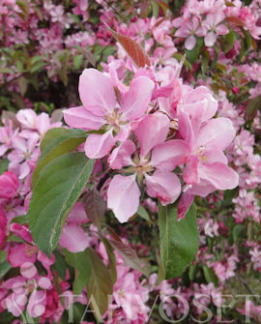 Tuotekuva-HOPA PURPPURAOMENAPUU