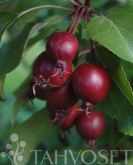 Tuotekuva-HOPA PURPPURAOMENAPUU