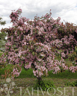 Tuotekuva-HOPA PURPPURAOMENAPUU