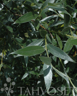 Tuotekuva-HOPEASALAVA (HOPEAPAJU)