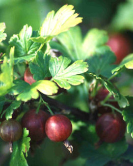 Tuotekuva-HOUGHTON VUORISTOKARVIAINEN