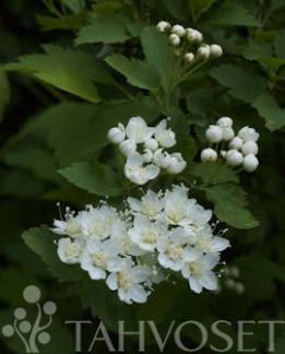 Tuotekuva-IDÄNVIRPIANGERVO