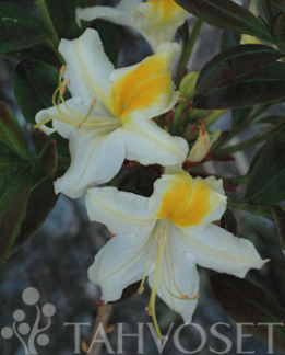 Tuotekuva-ILLUSIA PUISTOATSALEA FinE