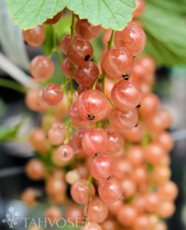 Tuotekuva Aili vaaleanpunainen herukka