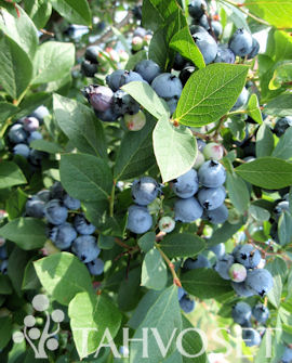 Tuotekuva-ILONA® ARTO TARHAPENSASMUSTIKKA FinE