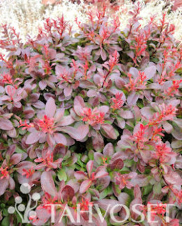 Tuotekuva-KÄÄPIÖPURPPURAHAPPOMARJA