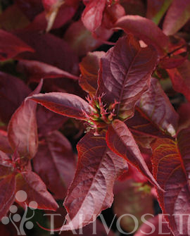 Tuotekuva-KAJO LAMOVUOHENKUUSAMA FinE