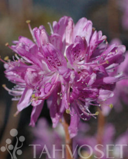 Tuotekuva-VIOLETTA KANADANATSALEA