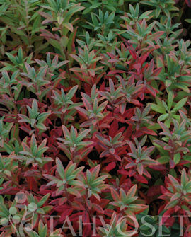 Tuotekuva-VIOLETTA KANADANATSALEA