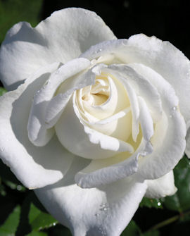 Tuotekuva-KAREN BLIXEN RUUSU