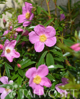 Tuotekuva-KEBU NUKKERUUSU