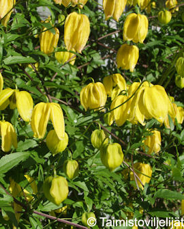 Tuotekuva-KIINANKÄRHÖ