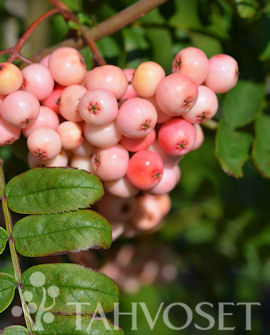 Tuotekuva-KIRSTEN PINK ARNOLDINPIHLAJA