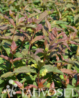 Tuotekuva-KODIAK® RED ISOVUOHENKUUSAMA