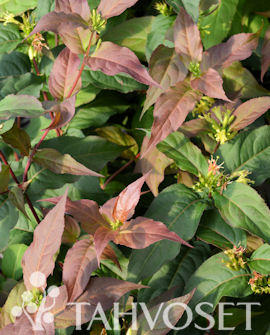 Tuotekuva-KODIAK® RED ISOVUOHENKUUSAMA