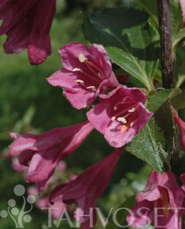 Tuotekuva-KOREA komeakotakuusama ent. TARHAKOTAKUUSAMA