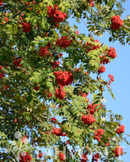 Tuotekuva-KOTIPIHLAJA