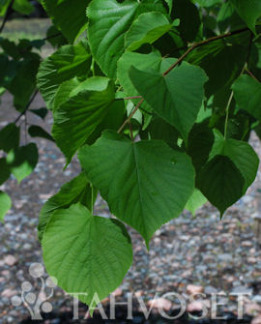 Tuotekuva-KRIMINLEHMUS