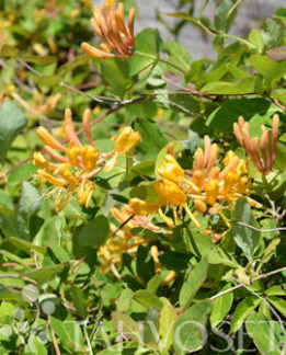 Tuotekuva-KULTAKÖYNNÖSKUUSAMA