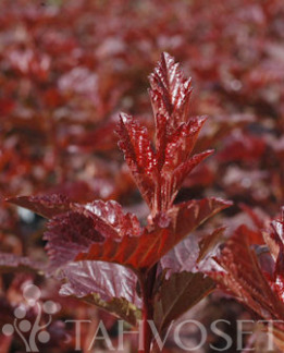 Tuotekuva-LADY IN RED PURPPURAHEISIANGERVO