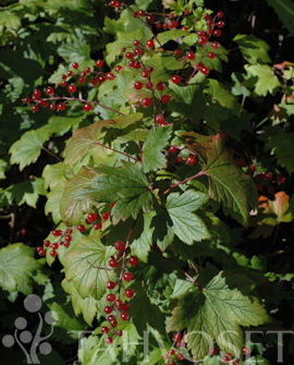 Tuotekuva-LAMOHERUKKA