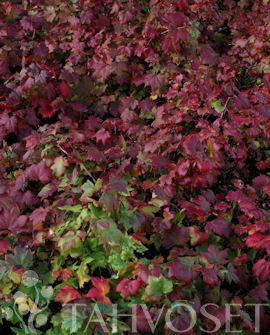 Tuotekuva-LAMOHERUKKA