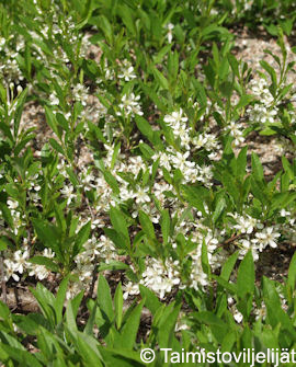 Tuotekuva-LAMOHIETAKIRSIKKA