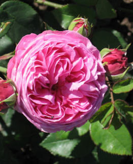 Tuotekuva-LOUISE ODIER BOURBONRUUSU