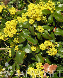 Tuotekuva-MAHONIA