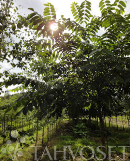 Tuotekuva-MANTSURIANJALOPÄHKINÄ