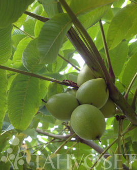 Tuotekuva-MANTSURIANJALOPÄHKINÄ