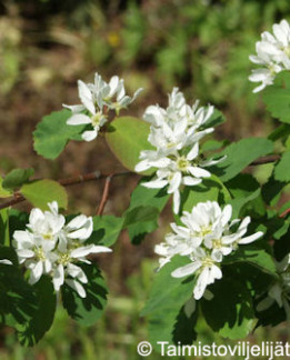 Tuotekuva-MARJATUOMIPIHLAJA