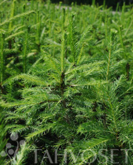 Tuotekuva-METSÄKUUSI