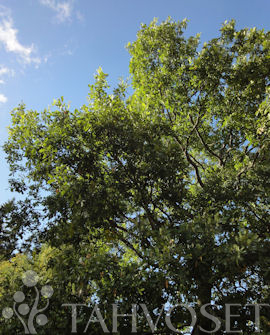 Tuotekuva-METSÄTAMMI