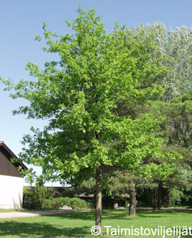 Tuotekuva-METSÄTAMMI