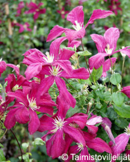 Tuotekuva-Mme JULIA CORREVON VIINIKÄRHÖ