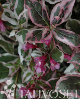 Tuotekuva-MONET KOMEAKOTAKUUSAMA