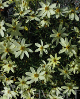 Tuotekuva-MOONBEAM SYYSKAUNOSILMÄ