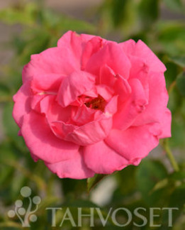 Tuotekuva-MORDEN CENTENNIAL RUUSU