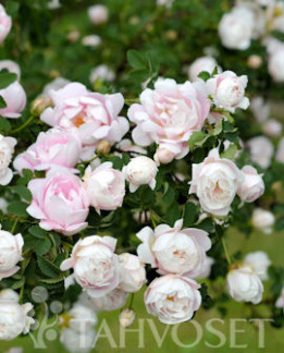 Tuotekuva-JUHANNUSMORSIAN MORSIONRUUSU FinE